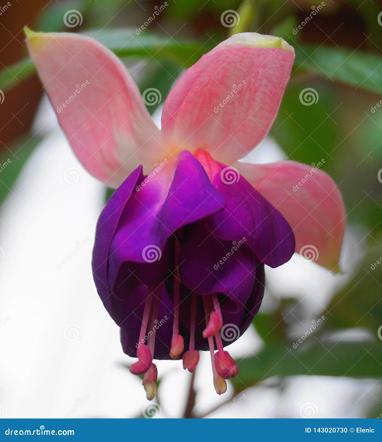 Beautiful Fuchsia Flowers Close Up Stock Photo Image Of Delicate