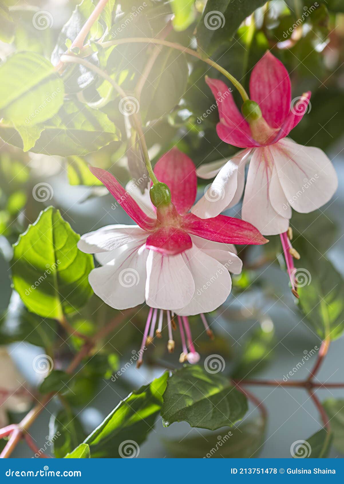 Beautiful Fuchsia Plant Beautiful Hanging Fuchsia Flowers Looking Like