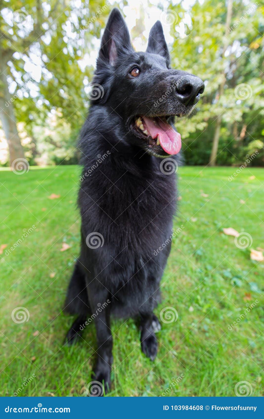 Beautiful Fun Groenendael Dog Puppy Waiting Black Belgian Shepherd Groenendael Autumn Portrait Stock Photo Image Of Cute German 103984608