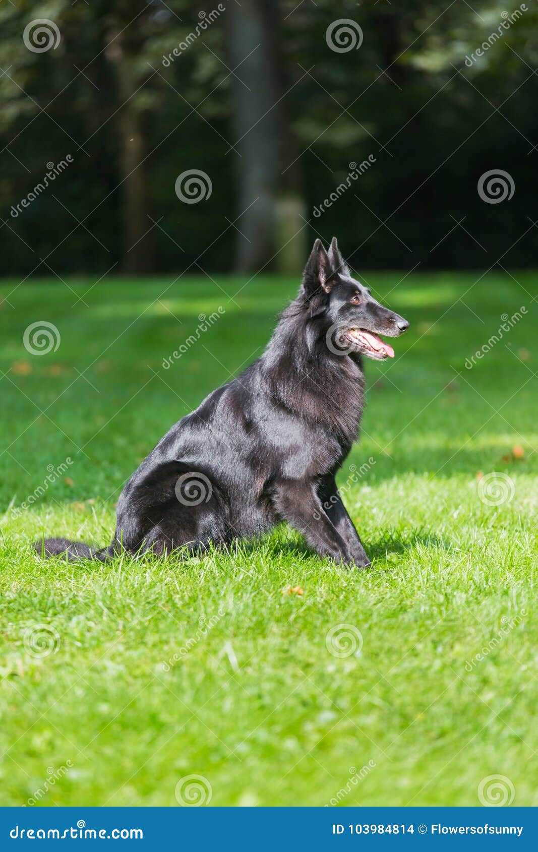 Beautiful Fun Groenendael Dog Puppy Waiting Black Belgian Shepherd Groenendael Autumn Portrait Stock Photo Image Of Long Outdoor 103984814