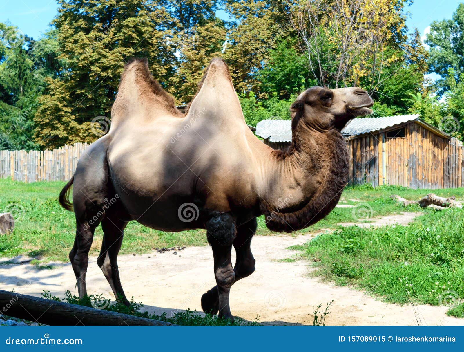 A Beautiful Funny Two-humped Camel Stands in the Courtyard of the Zoo ...