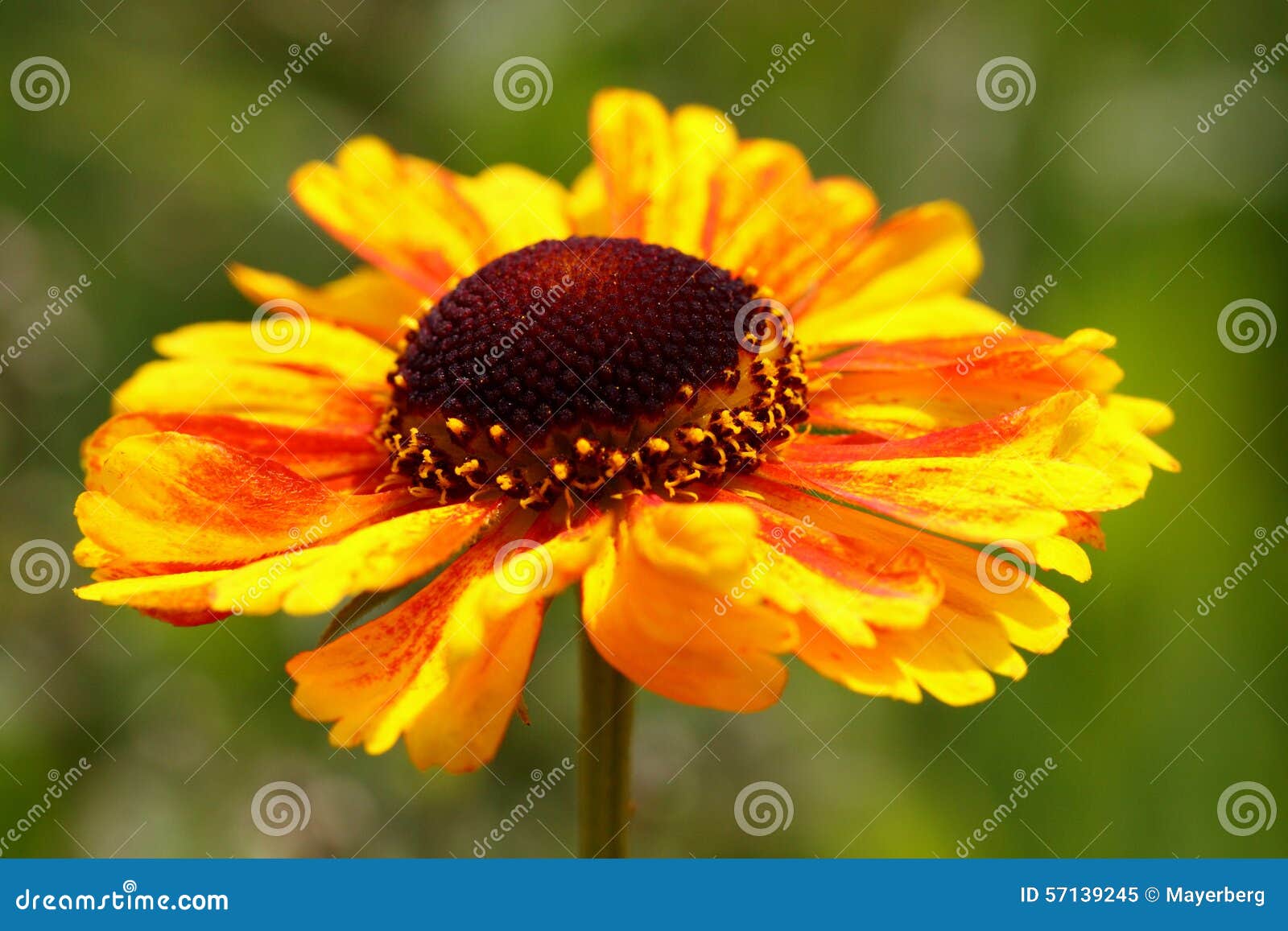 Beautiful Gaillardia Flower Stock Image Image of flowers, macro 57139245