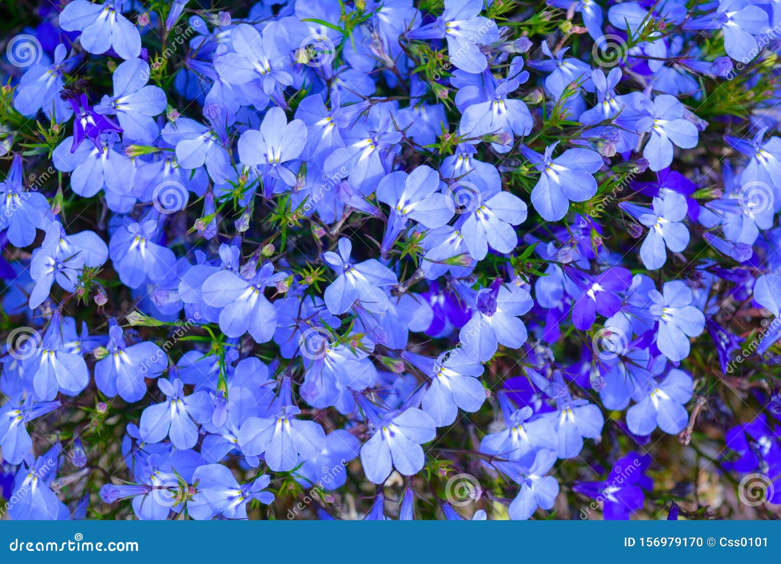 Beautiful Garden Blue Flowers Carpets Covering Ground. Blue Field ...