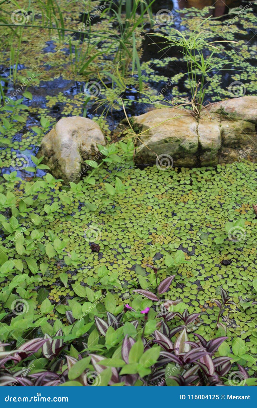 Beautiful Garden Lake Stock Image Image Of Garden Beautiful