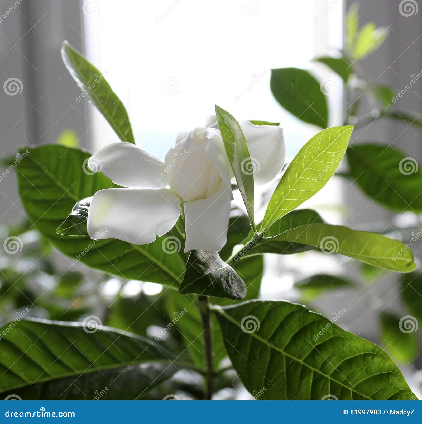 beautiful gardenia jasminoides flower