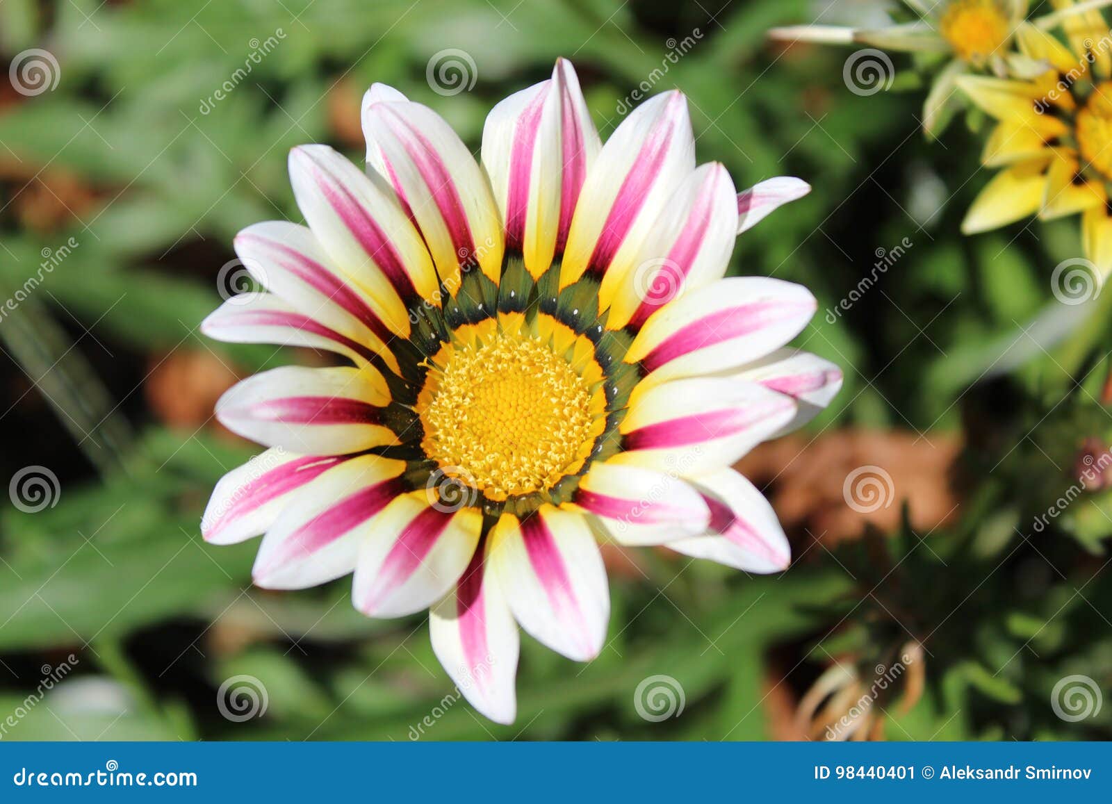 Beautiful Gazania Flower In A Blooming Garden Stock Image Image Of Macro Flower 98440401