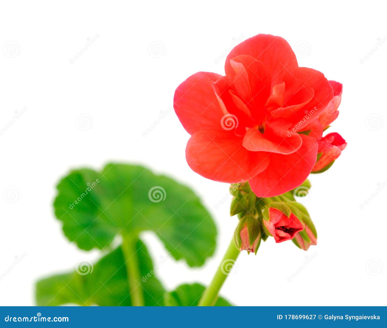 Beautiful geranium flower stock image. Image of blossom 178699627