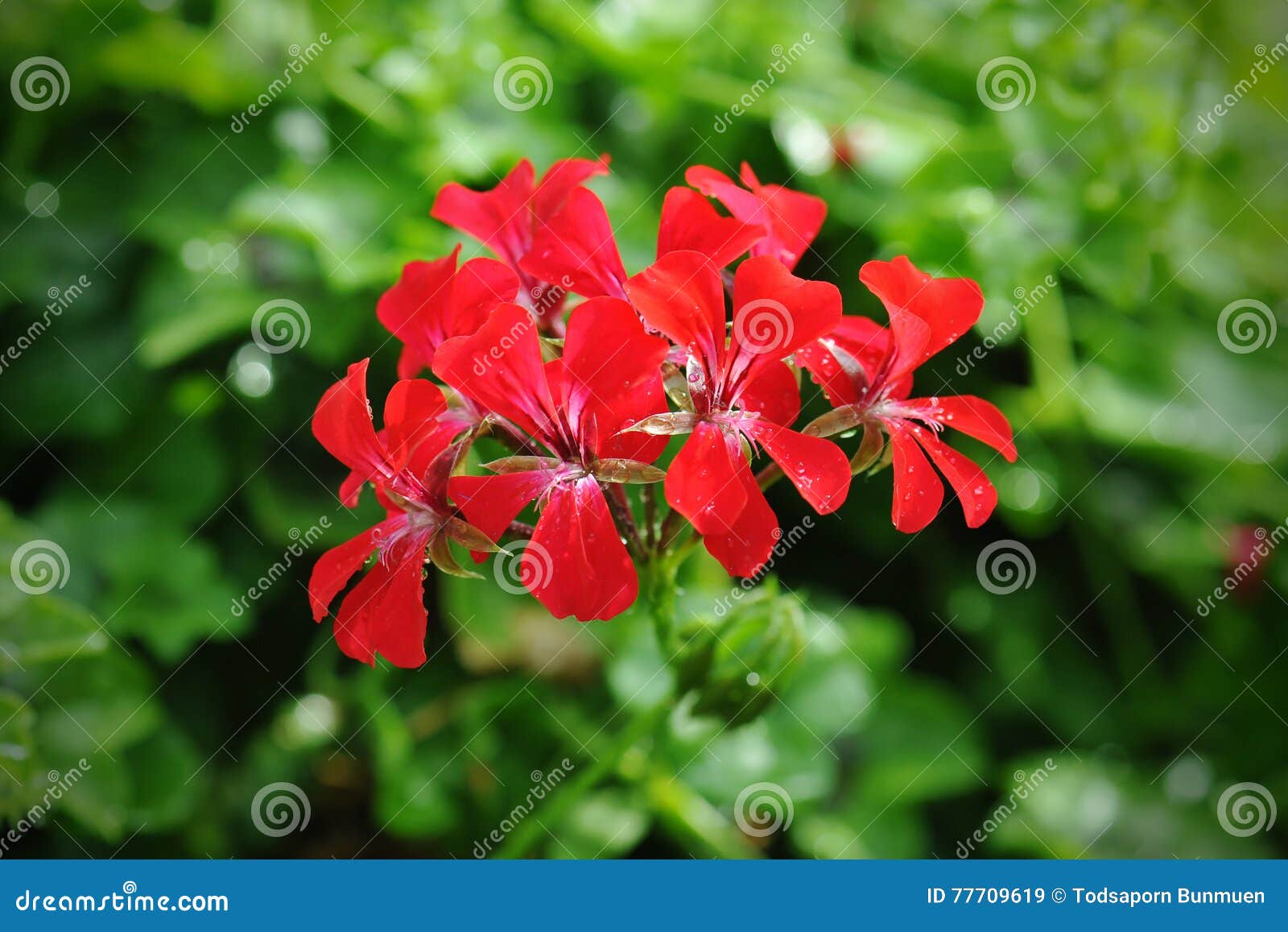 Beautiful geranium flowers stock image. Image of flowers 77709619