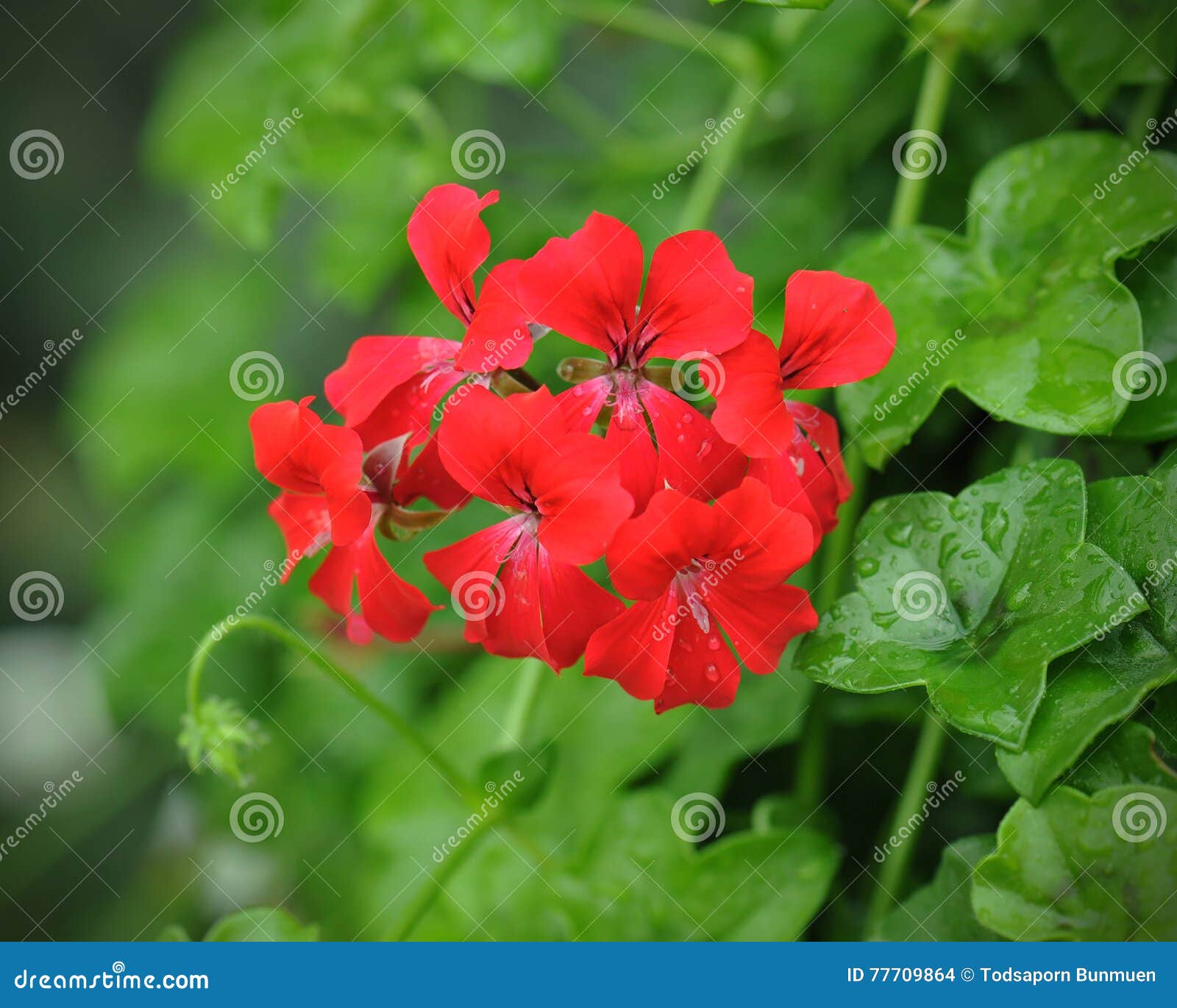 Beautiful geranium flowers stock photo. Image of pelargonium 77709864