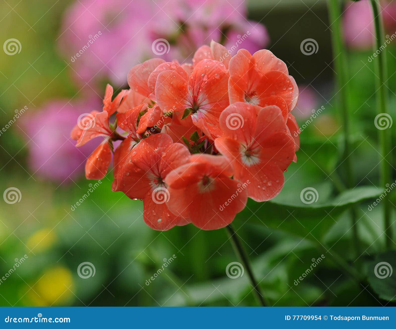 Beautiful geranium flowers stock photo. Image of flora 77709954