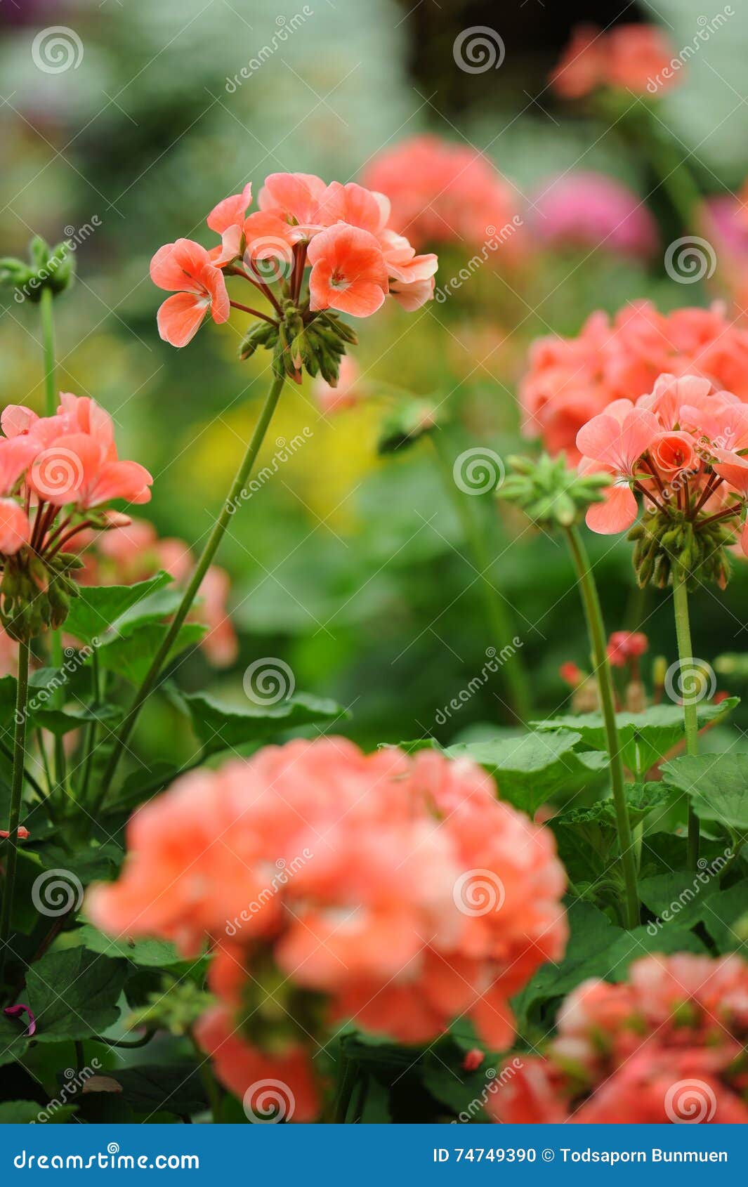 Beautiful Geraniums Flower in Nature Stock Photo Image of flower, green 74749390