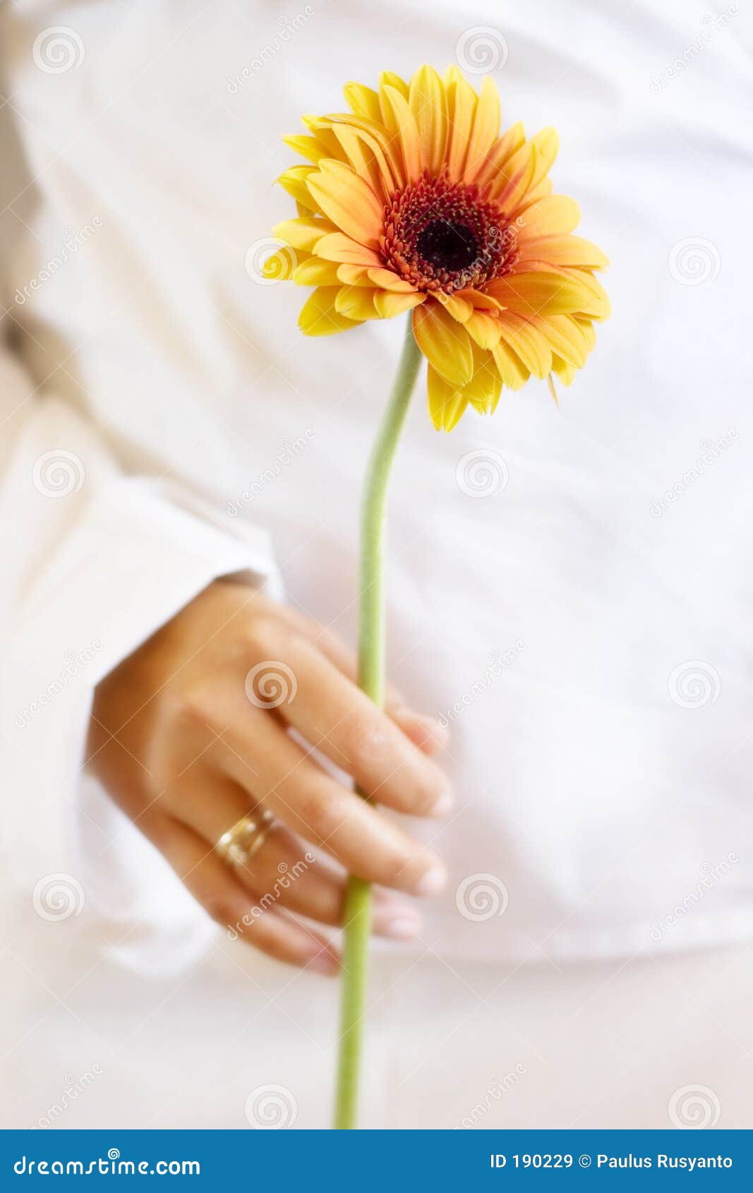 beautiful gerbera