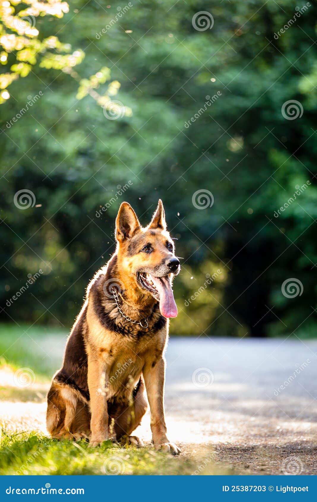 Beautiful German Shepherd Dog Stock Image - Image of grass, command