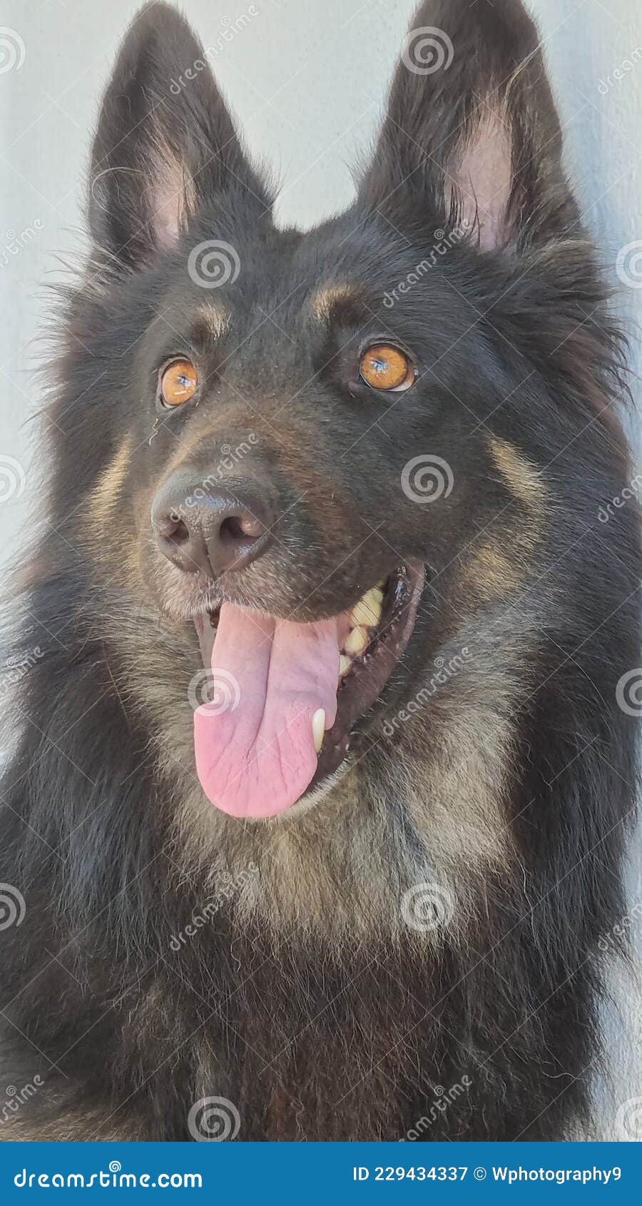Beautiful German Shepherd Dog& X28;Lion Shepherd Dog& X29; Stock Image