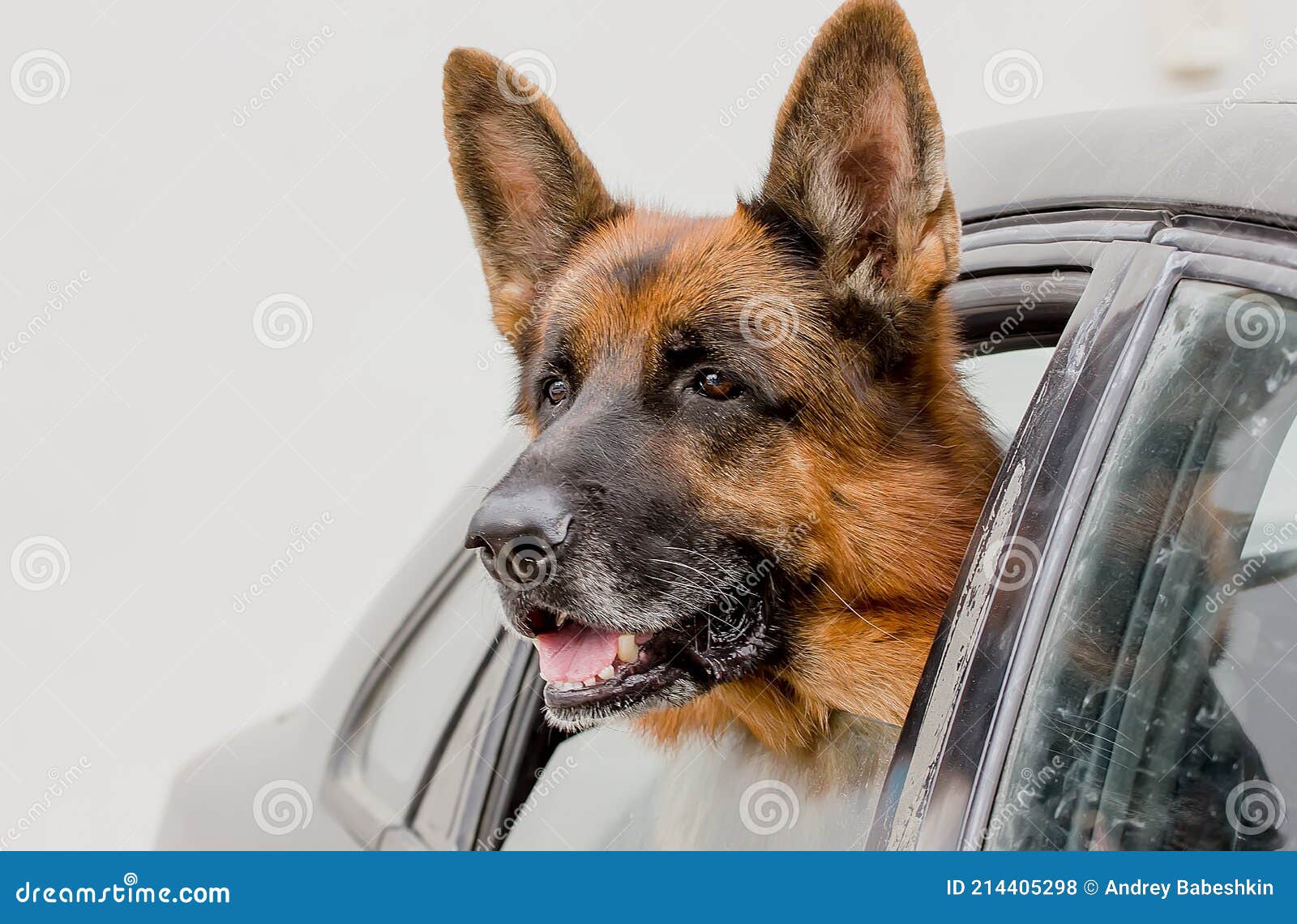 Beautiful German Shepherd Dog Looks Out of the Car Window Stock Photo ...