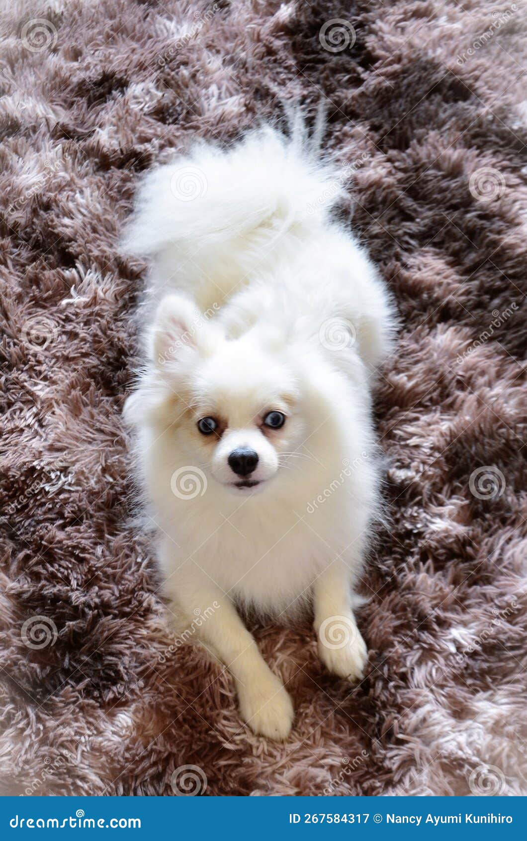 a beautiful blue-eyed german spitz dog lying on the rug