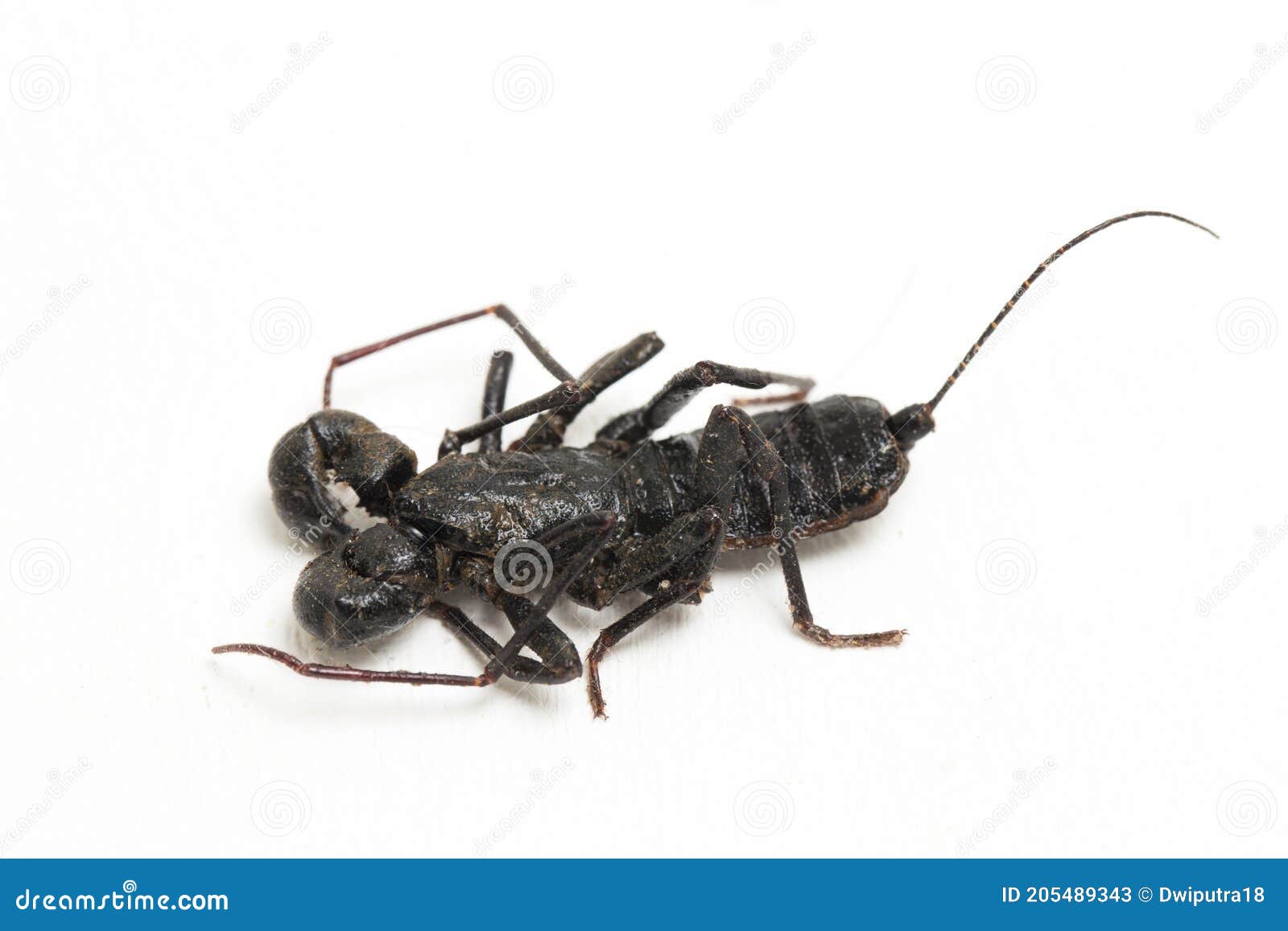 close up of whip scorpion or vinegarroon mastigoproctus giganteus on white background