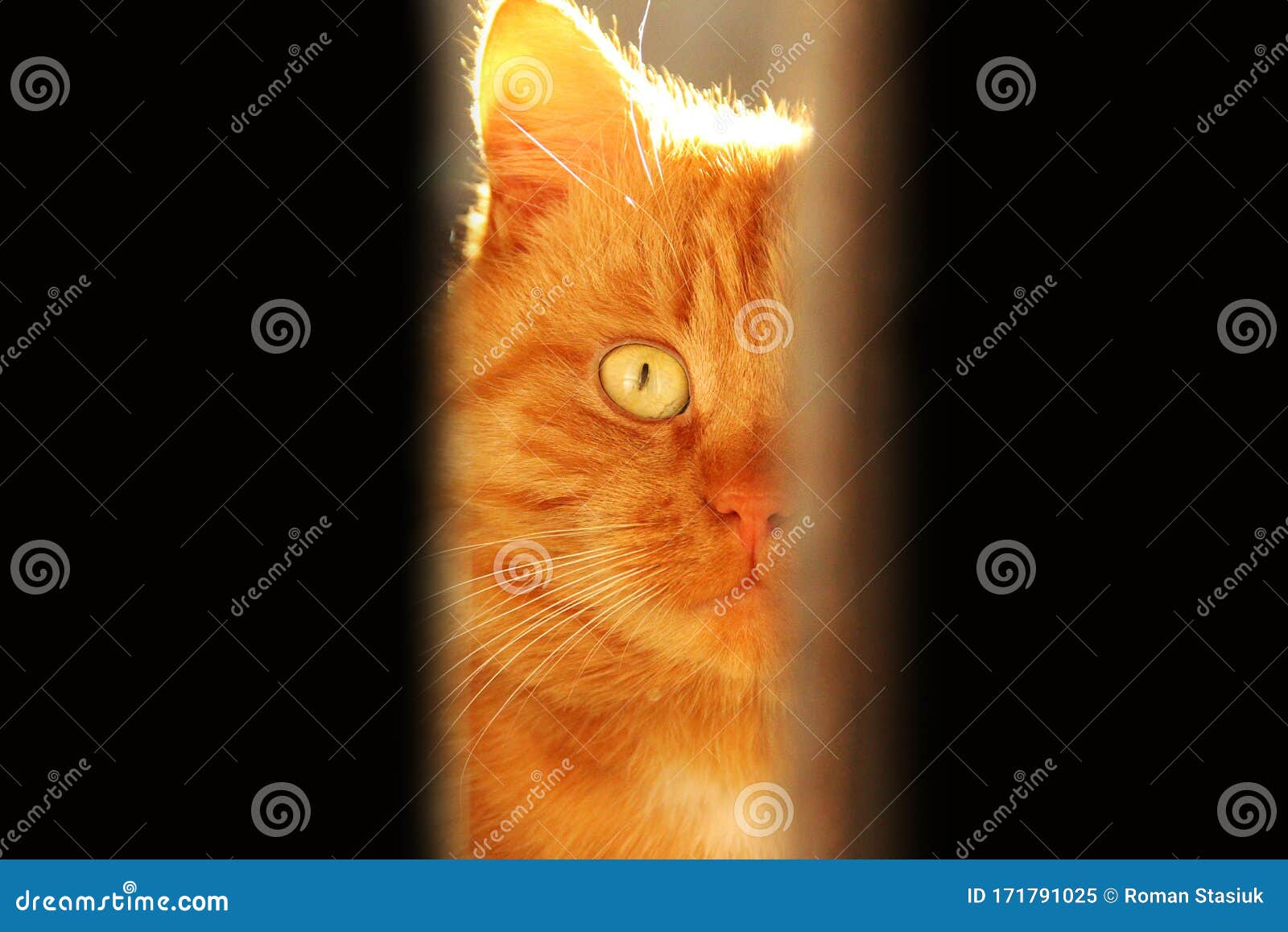 ginger crack ginger crack