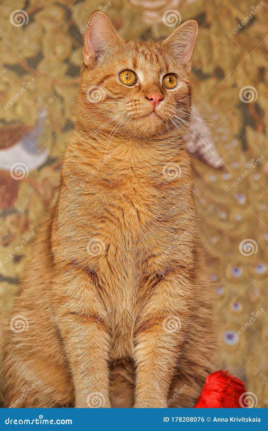 Ginger Cat with Orange Eyes Stock Photo Image of animal, beautiful