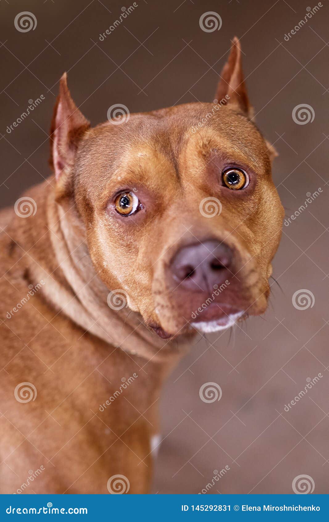 Beautiful Ginger Dog of PitBull Terrier Red Female with Melancholy Look, Old School Cut. Close Up Portrait of Stock Image - Image of nature, alertness: 145292831