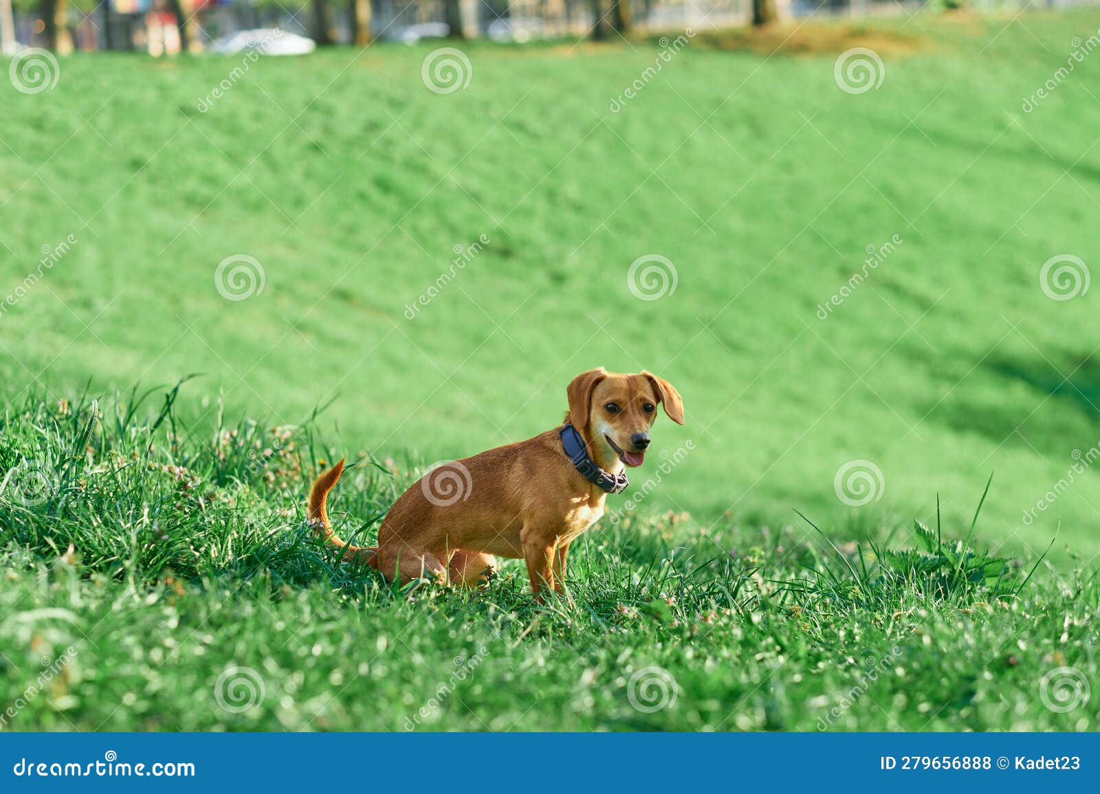 beautiful ginger dog sitting in the garden at the sunset looking at the camera