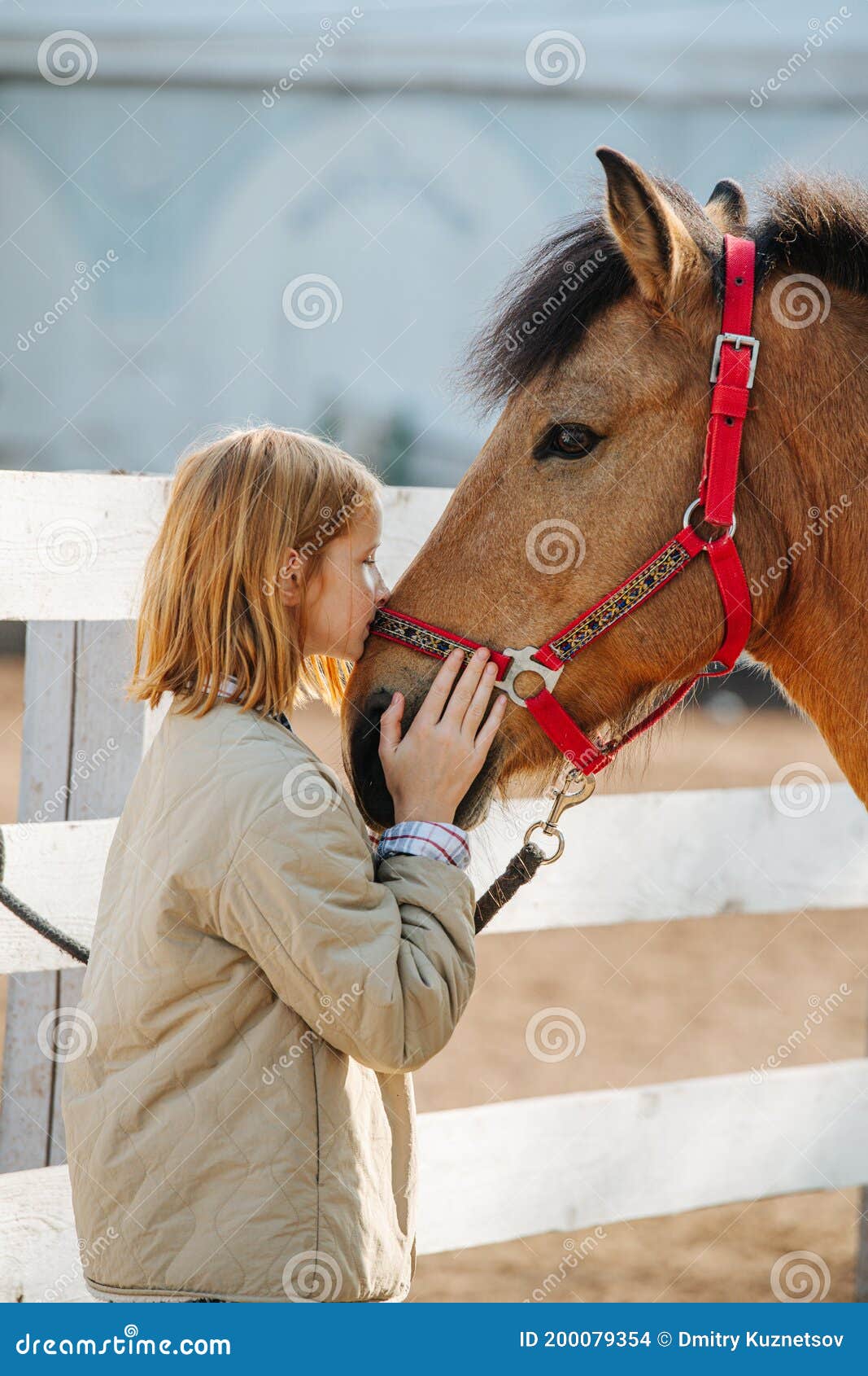 1,304 Horse's Face Stock Photos - Free & Royalty-Free Stock Photos from  Dreamstime - Page 10