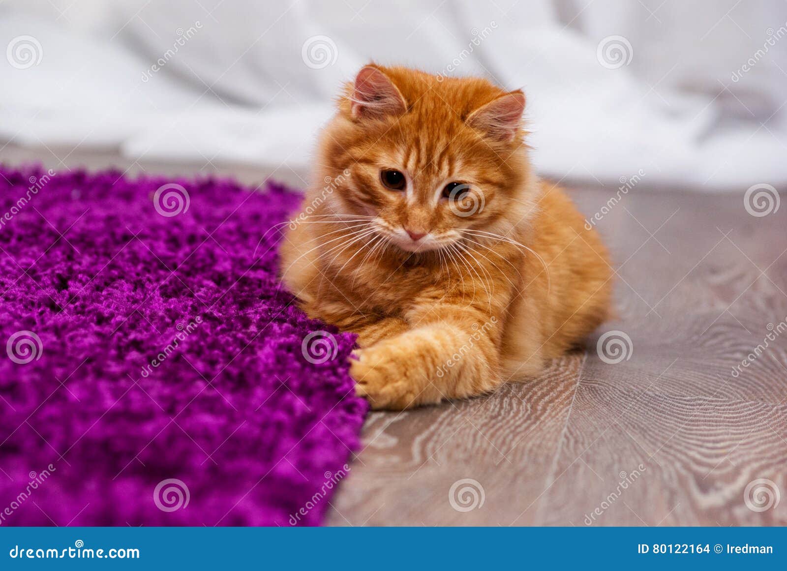 Beautiful ginger kitten stock photo. Image of enthusiasm 80122164