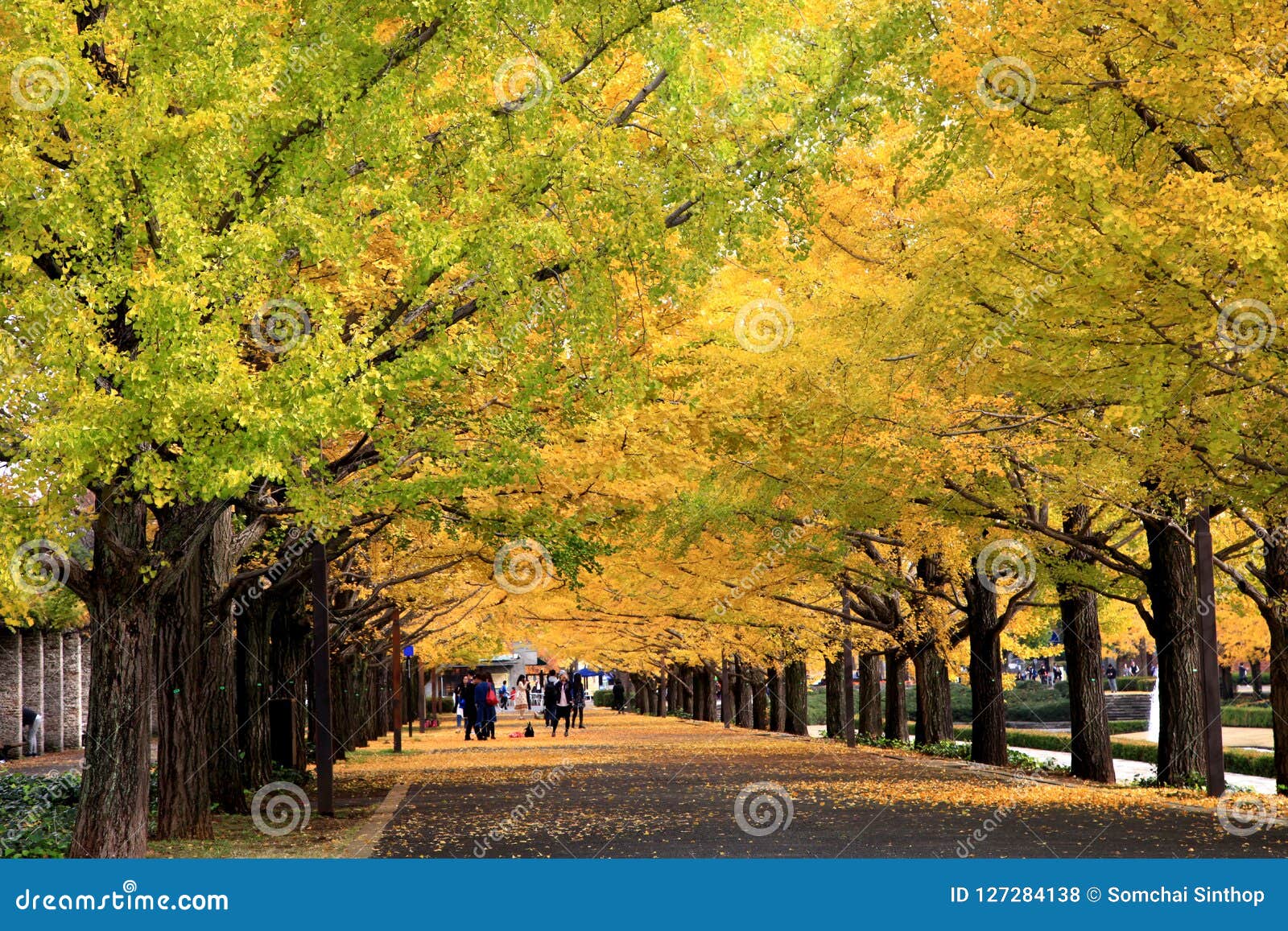 Beautiful Ginkgo Avenue In Tokyo Editorial Stock Photo Image Of Showa Golden Beautiful Ginkgo Avenue In Tokyo Editorial Stock Photo Image Of Showa Golden