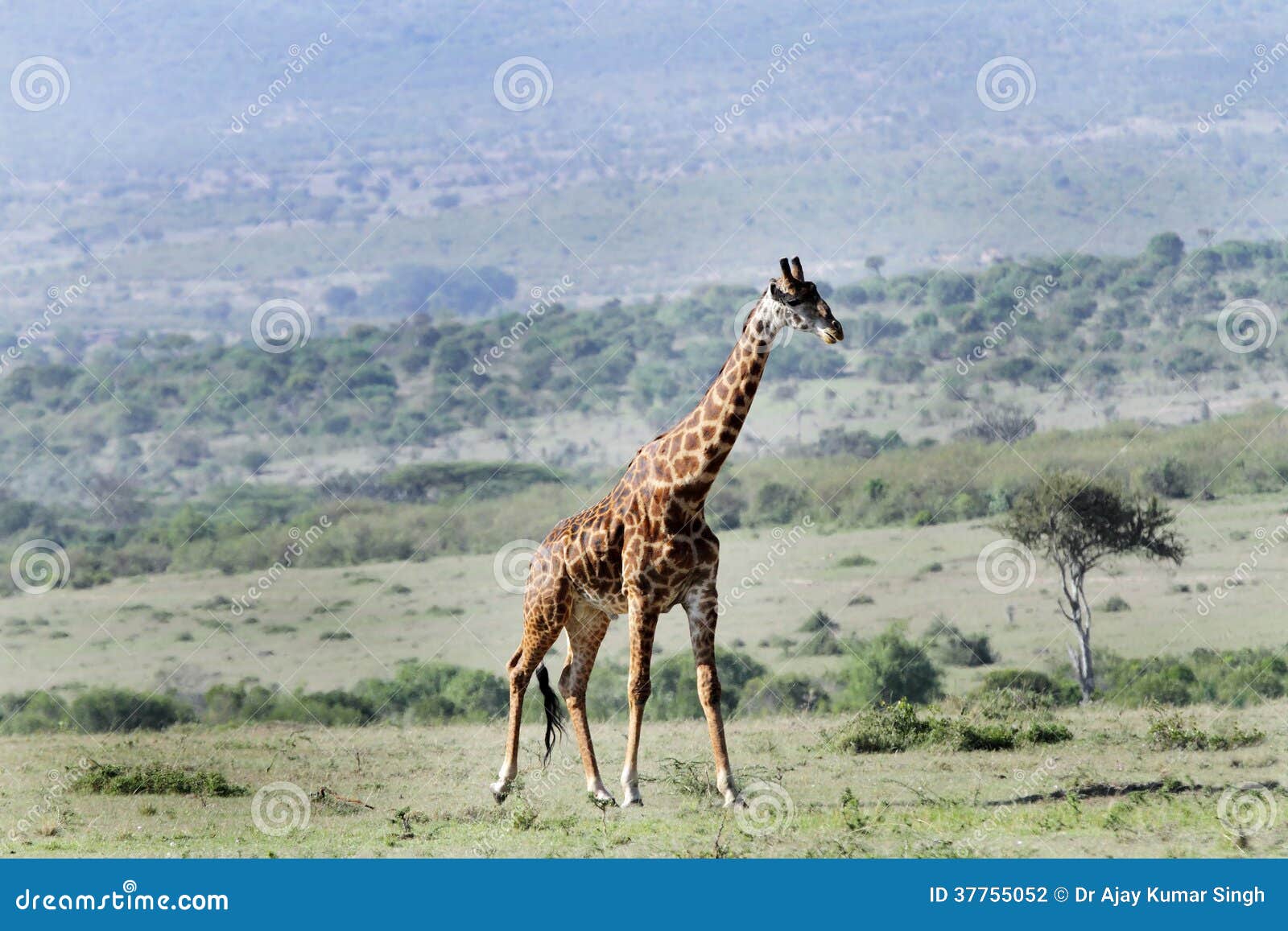 A Beautiful Giraffes and Its Habitat Stock Photo - Image of camouflage, africa: 37755052 A Beautiful Giraffes and Its Habitat Stock Photo - Image of camouflage, africa: 37755052