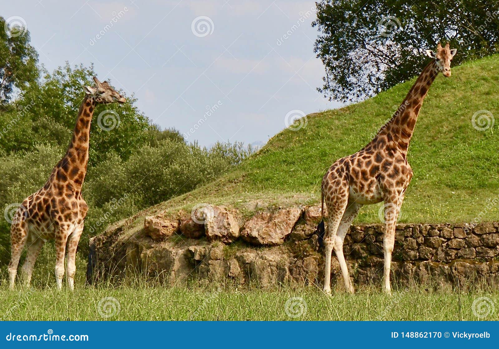 Beautiful Giraffes in the Nature Stock Photo - Image of jungle, furry
