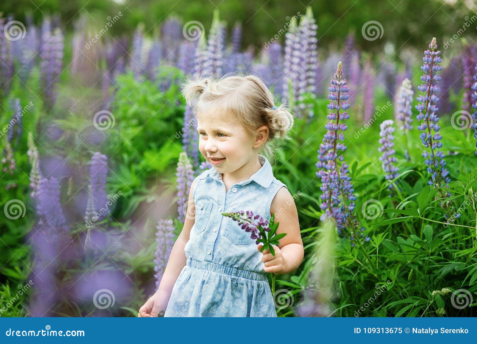 Beautiful Girl in Blue Dress Holding a Lupine at Sunset on the Field ...