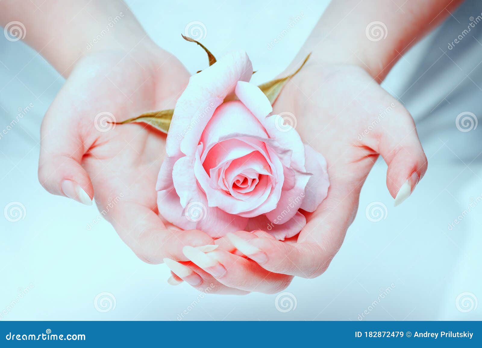 Beautiful Girl Hands Holding Pink Rose. Rose in the Hands Girl Stock ...