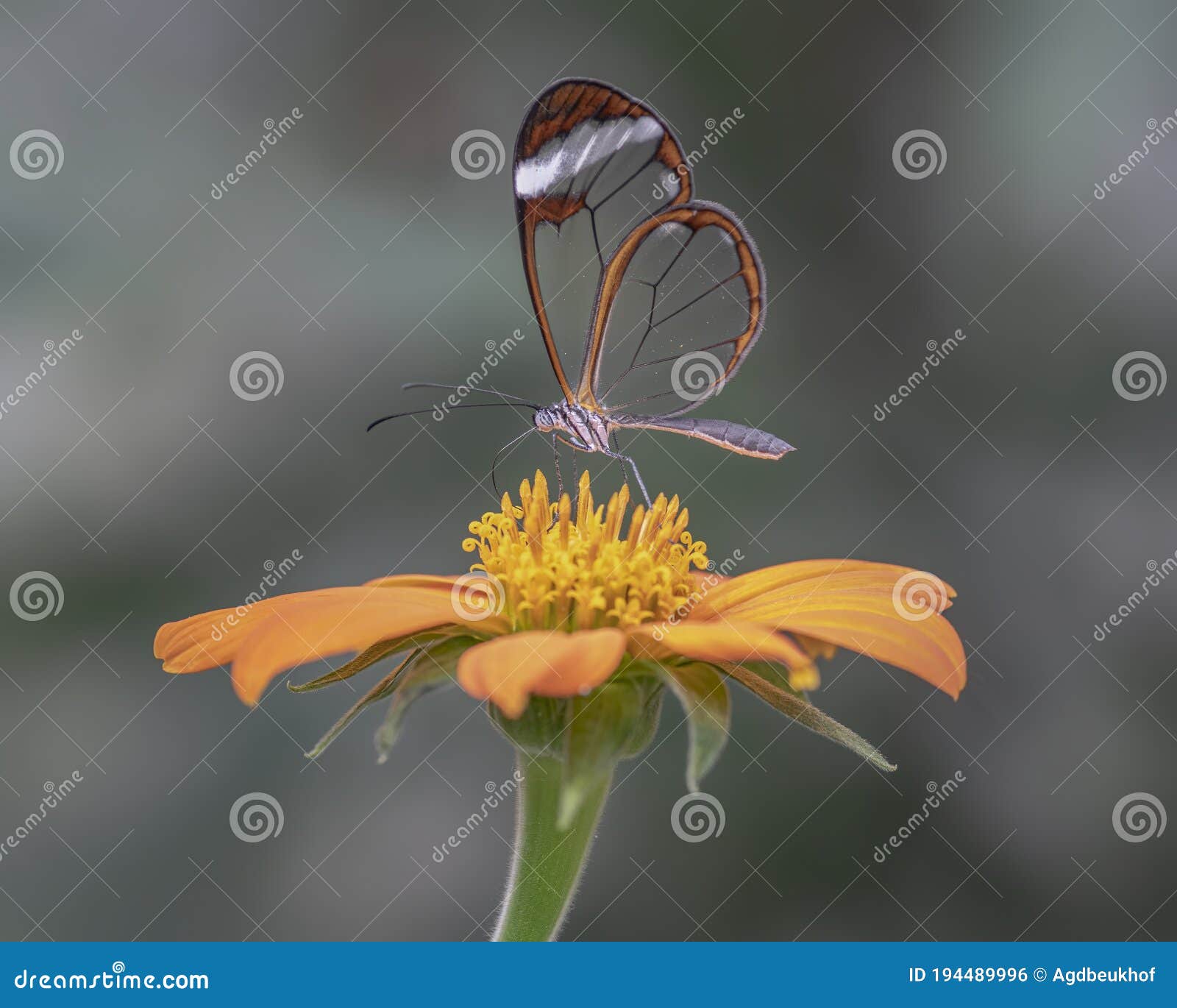 beautiful glasswing butterfly greta oto on a beautiful orange flower gerbera in a summer garden.