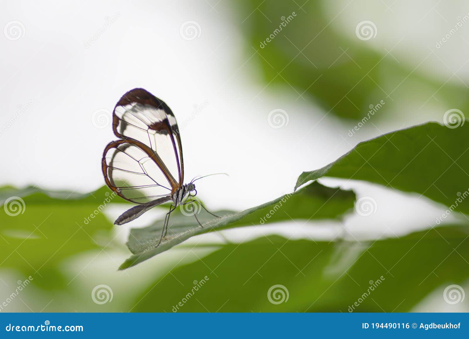 beautiful glasswing butterfly greta oto on a leaf in a summer garden.