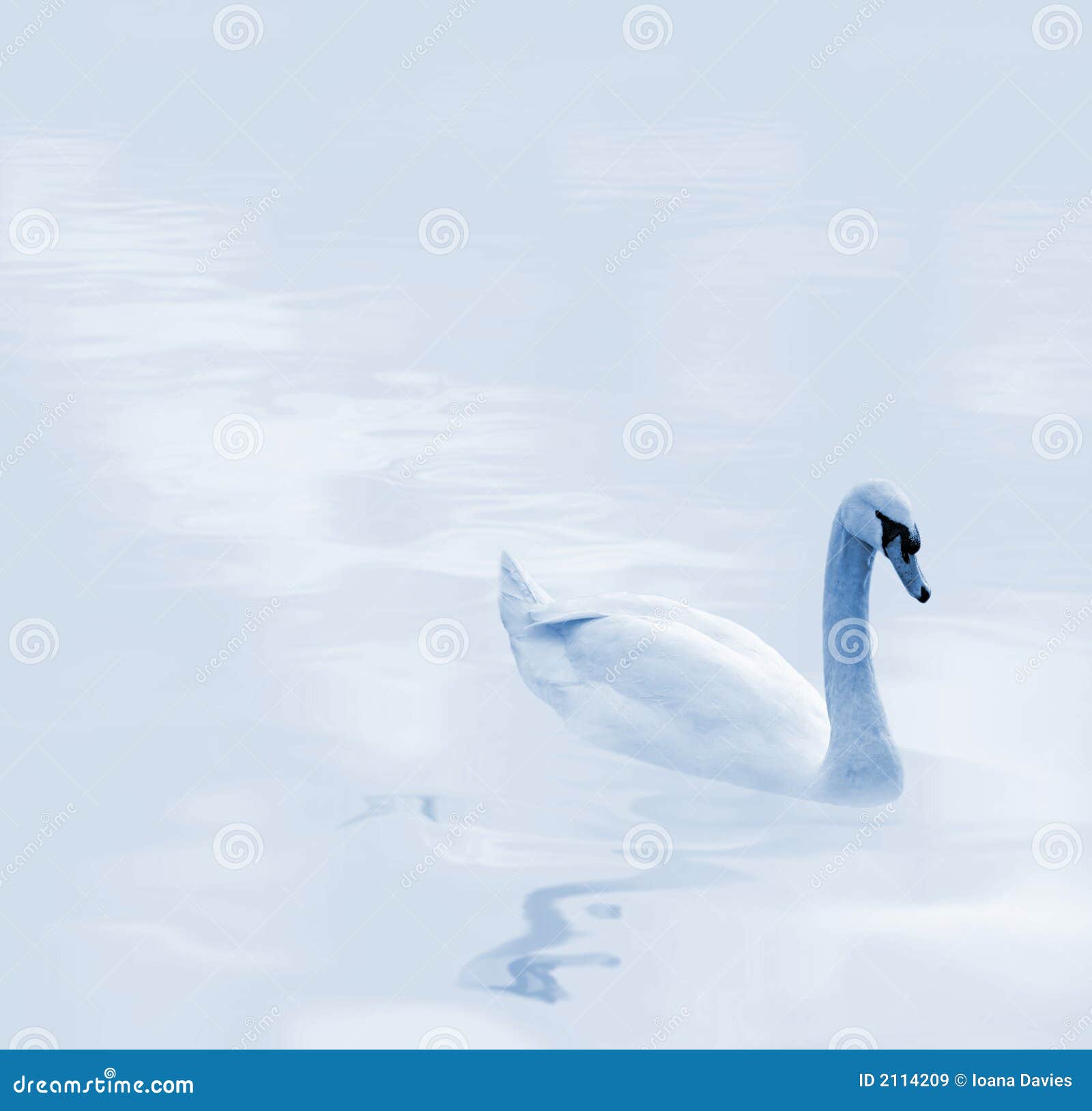 beautiful gliding swan