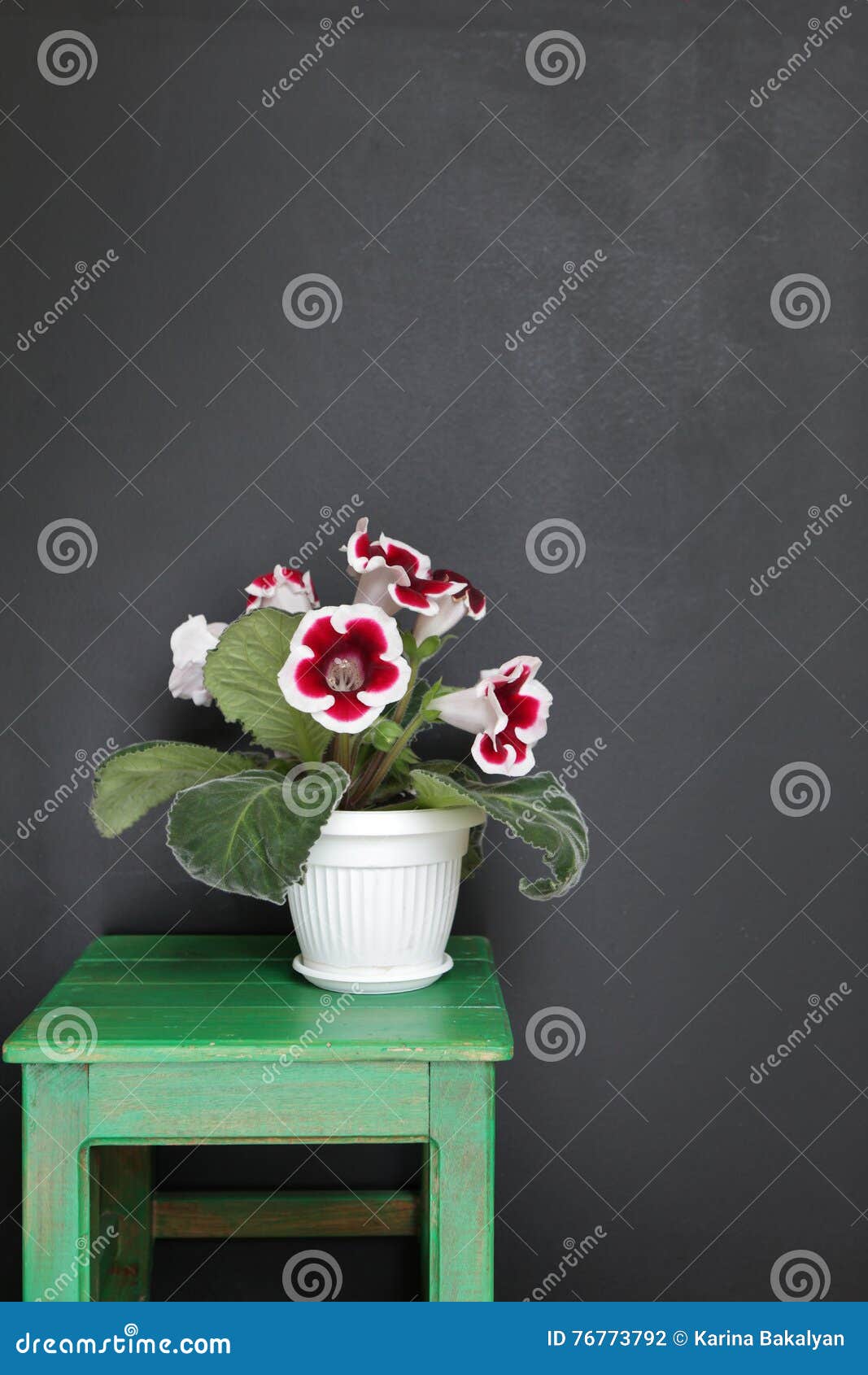 Beautiful Gloxinia Flowers in a Flower Pot. Houseplants Stock Photo - Image  of nature, flowerpot: 76773792
