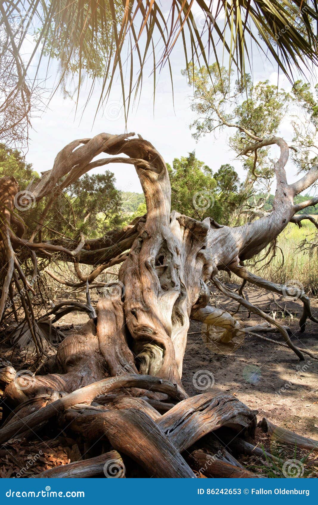 gnarly tree in the swamplands