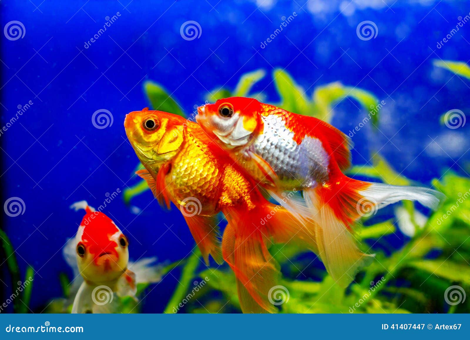 Beautiful Golden Aquarium Fish Stock Image - Image of indoors
