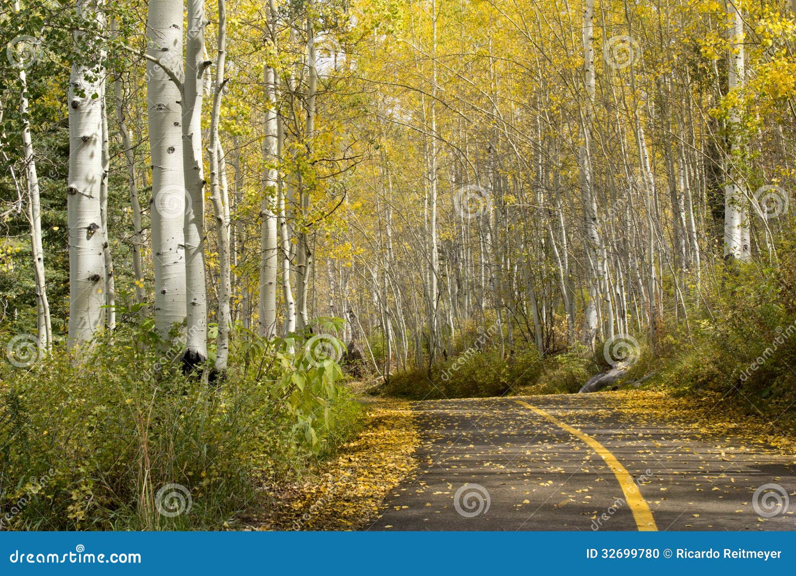 beautiful golden aspen tree lined path near vail c