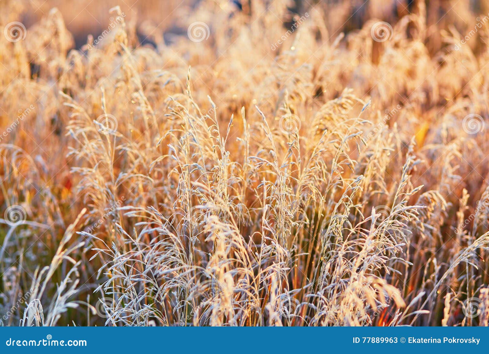 Beautiful Golden Grass Field at Sunset Stock Image - Image of colorful