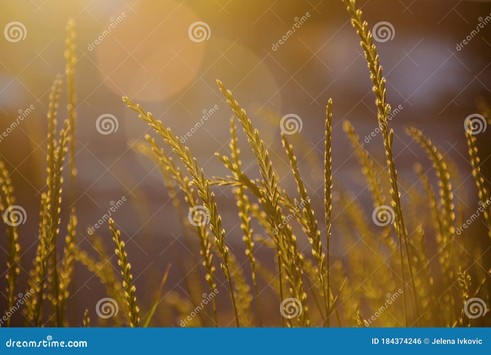 Beautiful Golden Grass Field at Sunset. Selective Focus Stock Photo