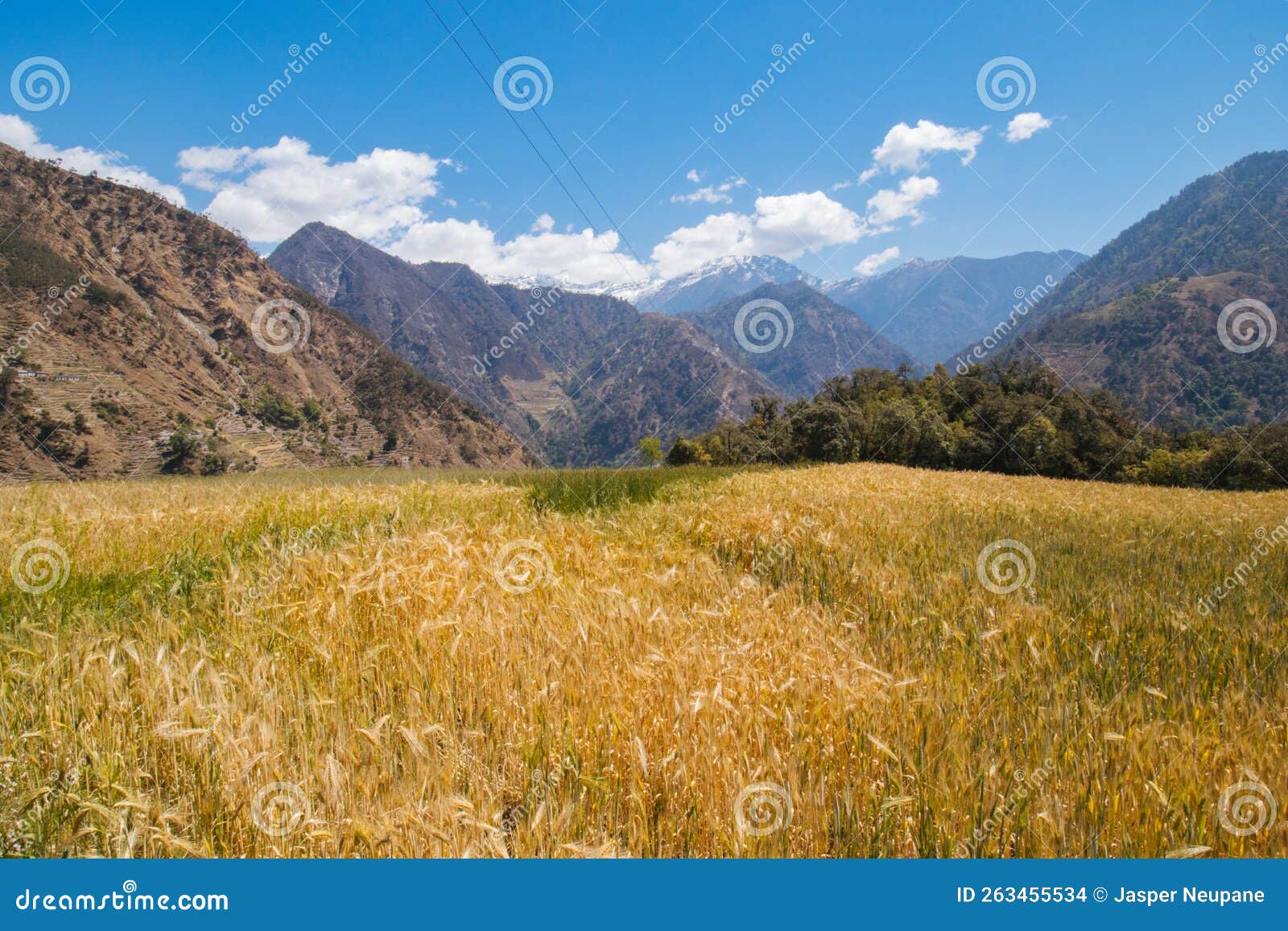 beautiful golden green wheat fields in the mountains ripe wheat bajura, nepal himalayas