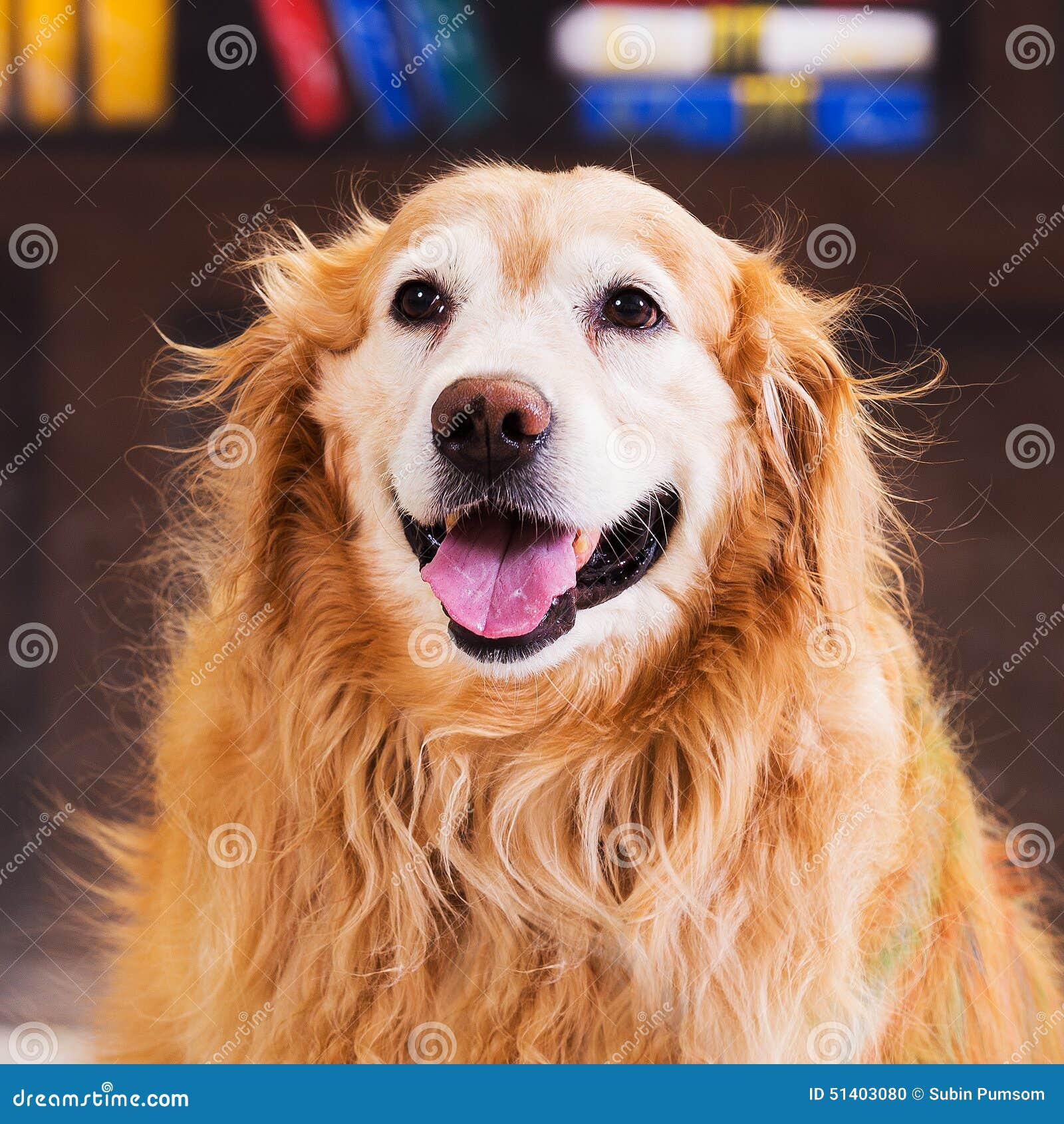 Beautiful Golden stock photo. Image of haired, body, portrait 51403080