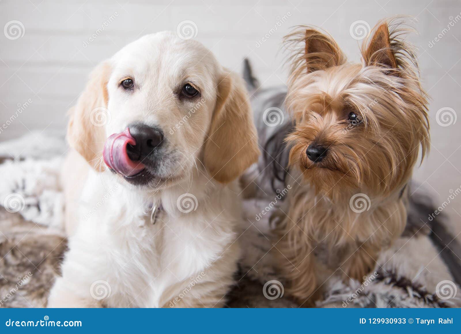 Female Golden Retriever Puppy Dog With 