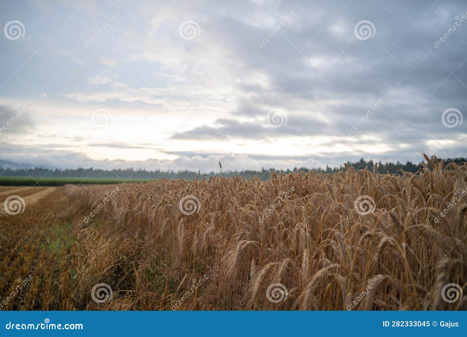 Beautiful Golden Wheat Field after a Summer Rain Stock Image - Image of