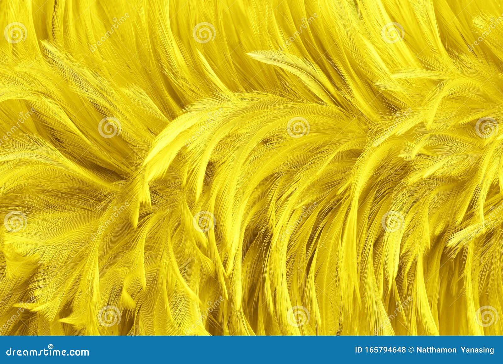 Beautiful Golden Yellow Bird Feathers Pattern Texture Background