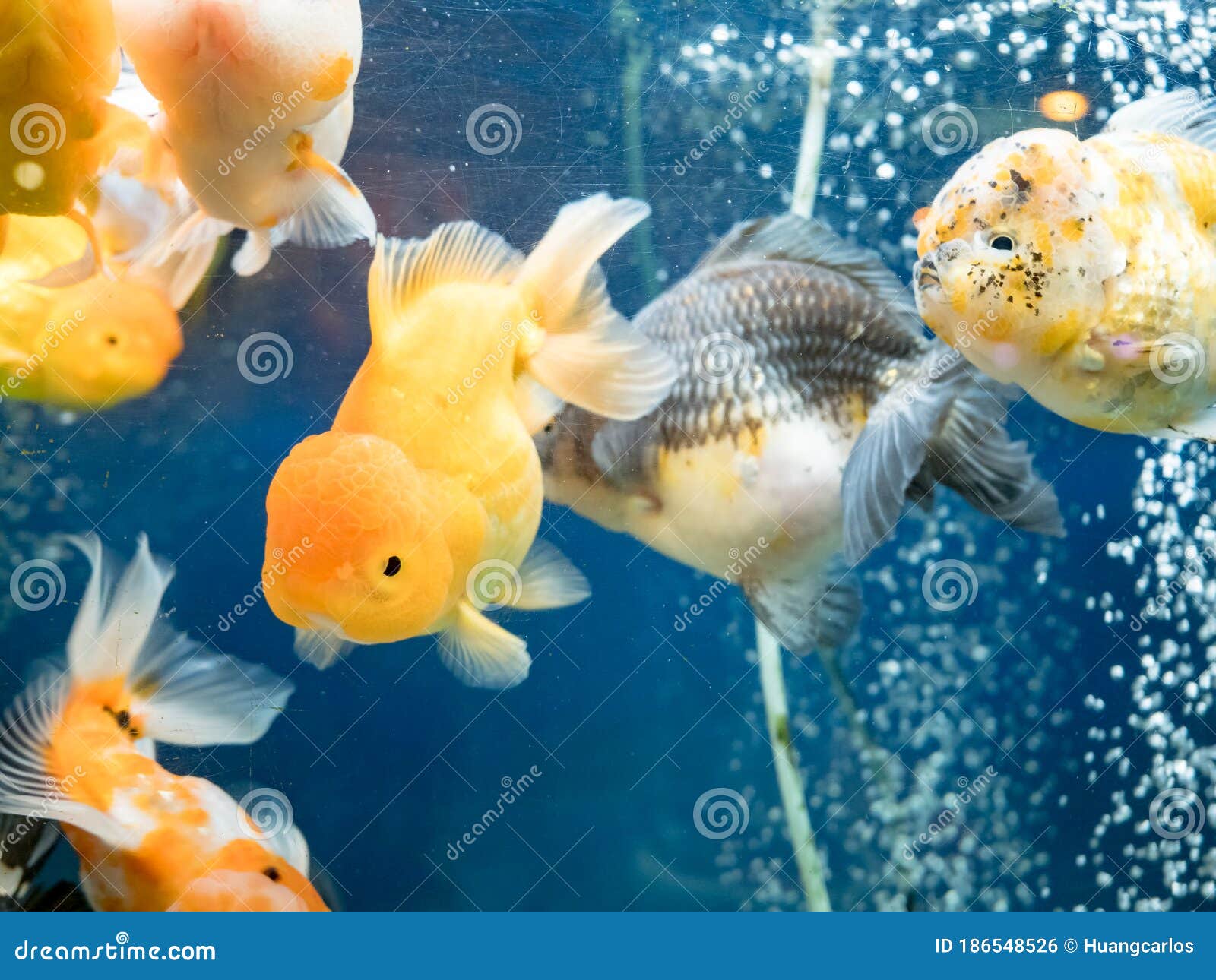 Beautiful Goldfish Swimming in the Fish Tank Stock Photo Image of
