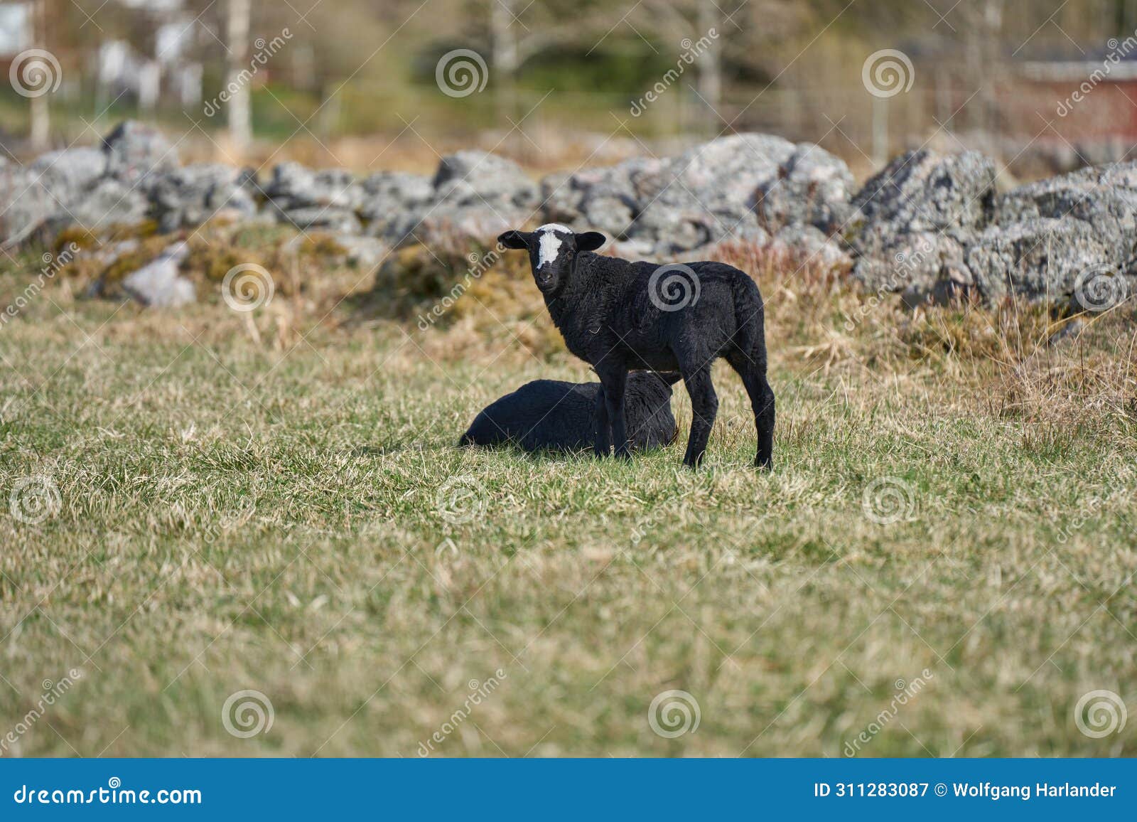 beautiful gotland sheep with lambs and dorper sheep crosses with lambs in a meadow on a sunny spring day on a farm in skaraborg