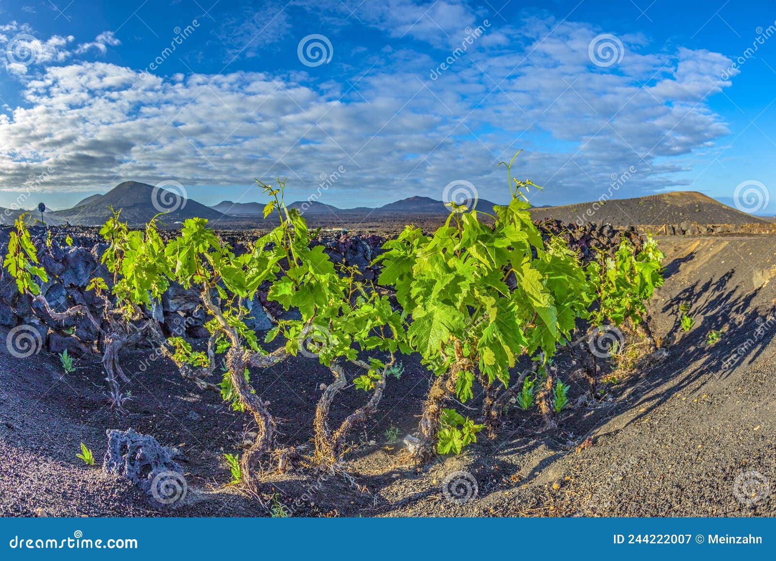 Beautiful Grape Plants Grow on Volcanic Soil in La Geria Stock Image