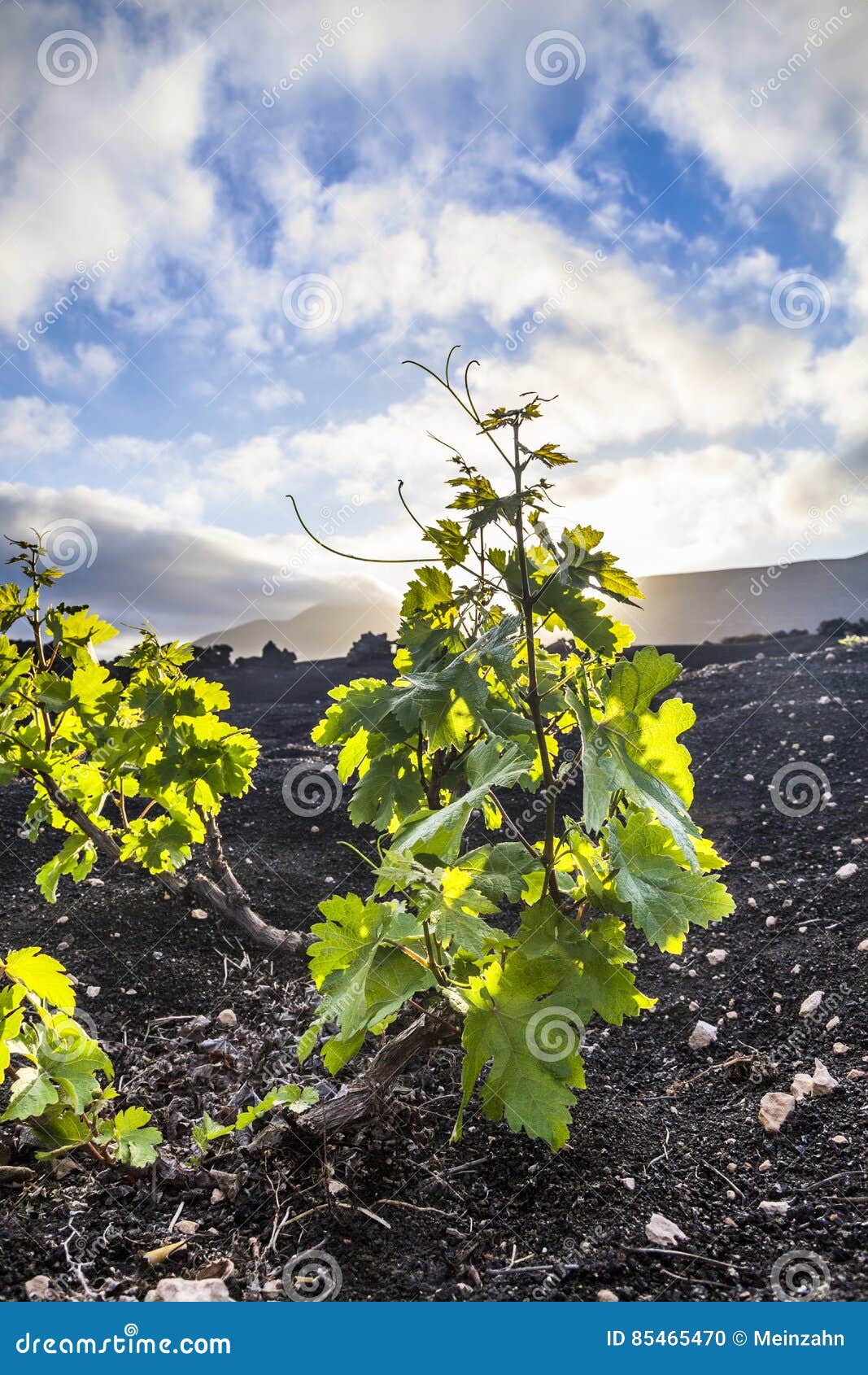 Beautiful Grape Plants Grow on Volcanic Soil, La Geria Stock Photo